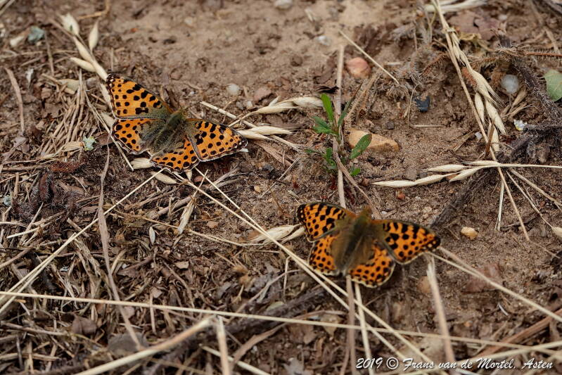 Nederweert, NL, 2019