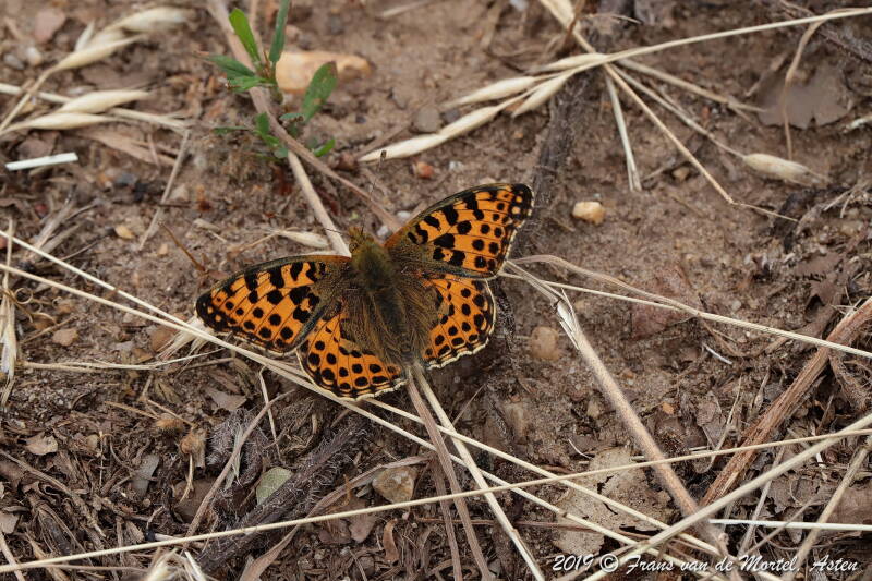 Nederweert, NL, 2019