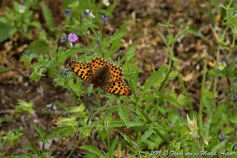 Nederweert, NL, 2019