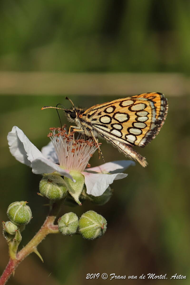 Nederweert, NL, 2019