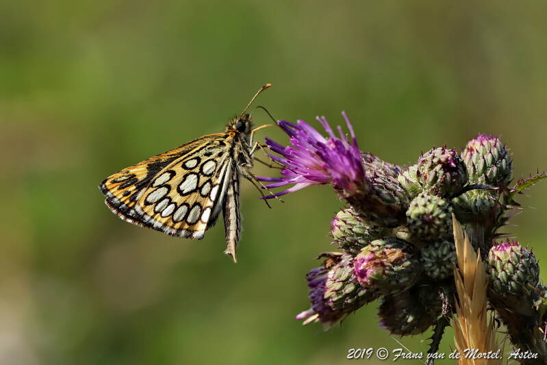 Nederweert, NL, 2019