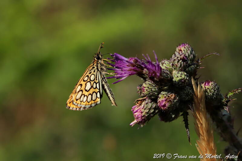 Nederweert, NL, 2019