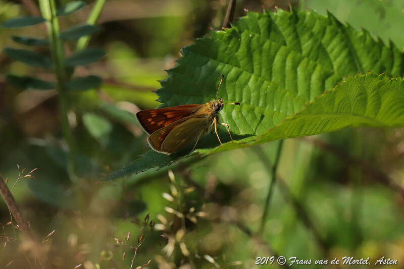 Nederweert, NL, 2019