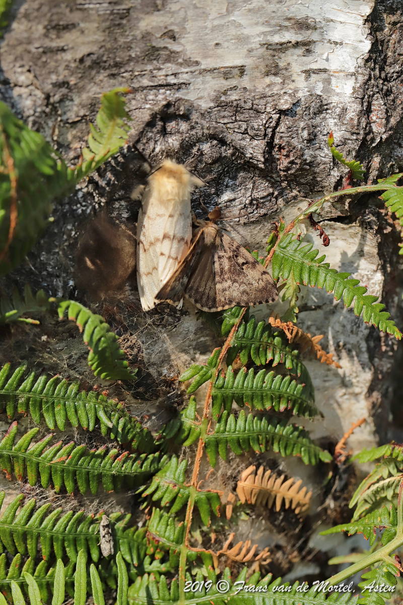 Nederweert, NL, 2019
