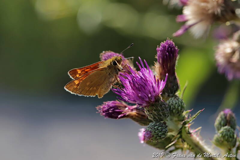 Nederweert, NL, 2019