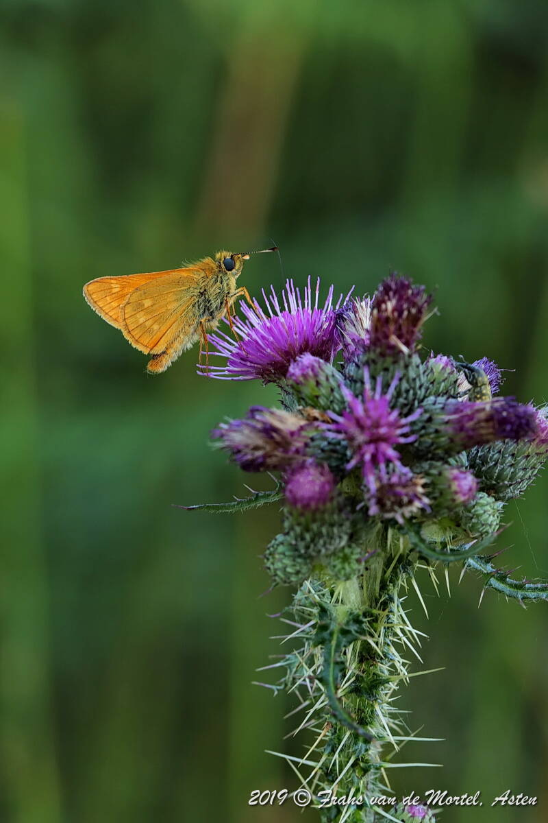 Nederweert, NL, 2019