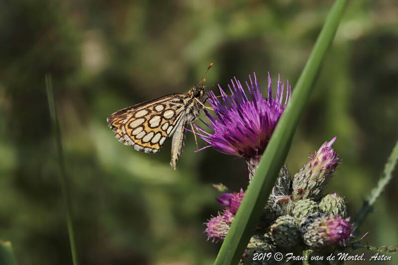 Nederweert, NL, 2019