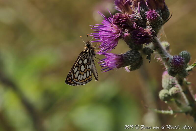 Nederweert, NL, 2019