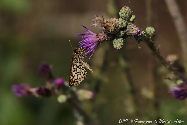 Nederweert, NL, 2019