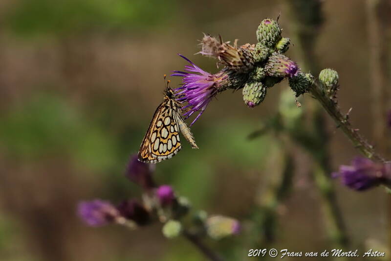 Nederweert, NL, 2019