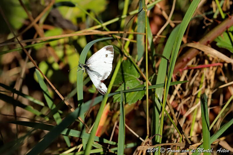 Nederweert, NL, 2019