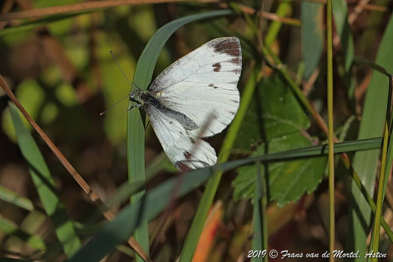 Nederweert, NL, 2019