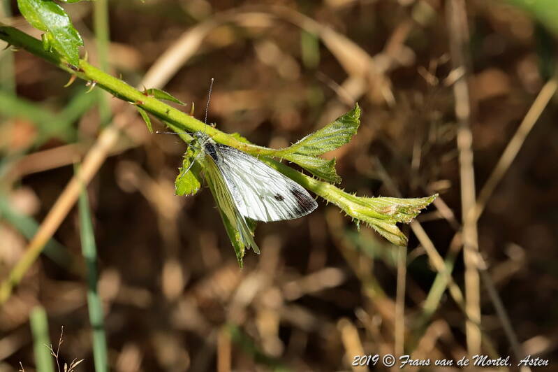 Nederweert, NL, 2019