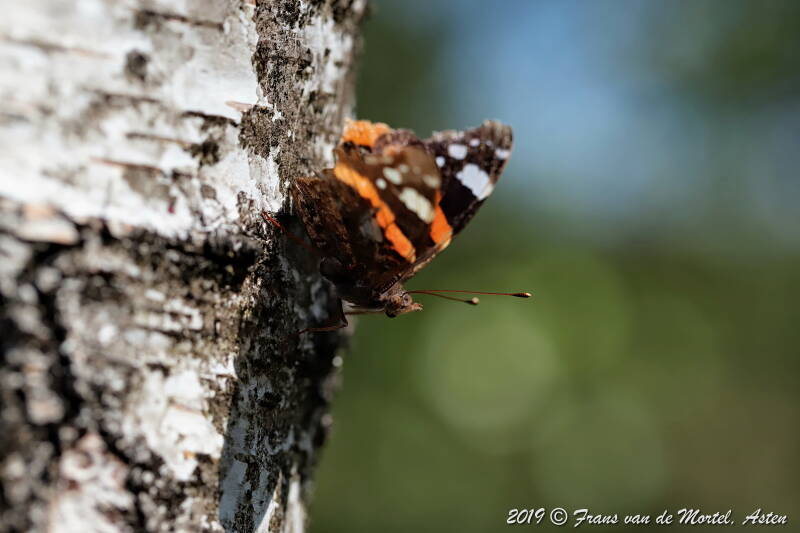 Nederweert, NL, 2019