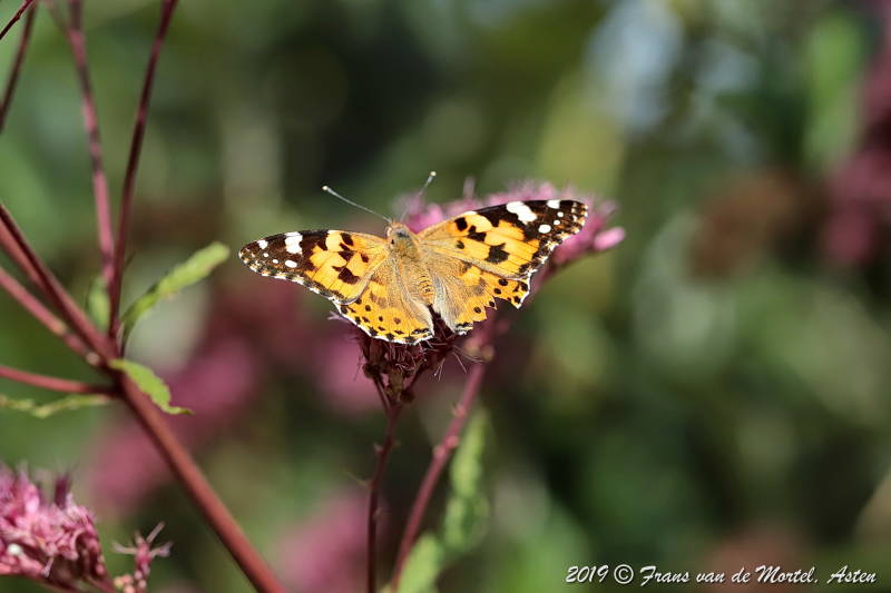 Nederweert, NL, 2019
