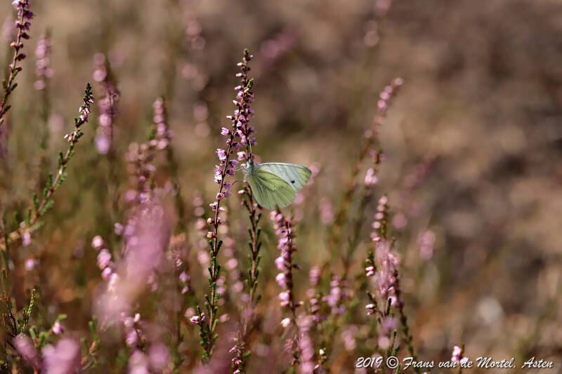 Nederweert, NL, 2019