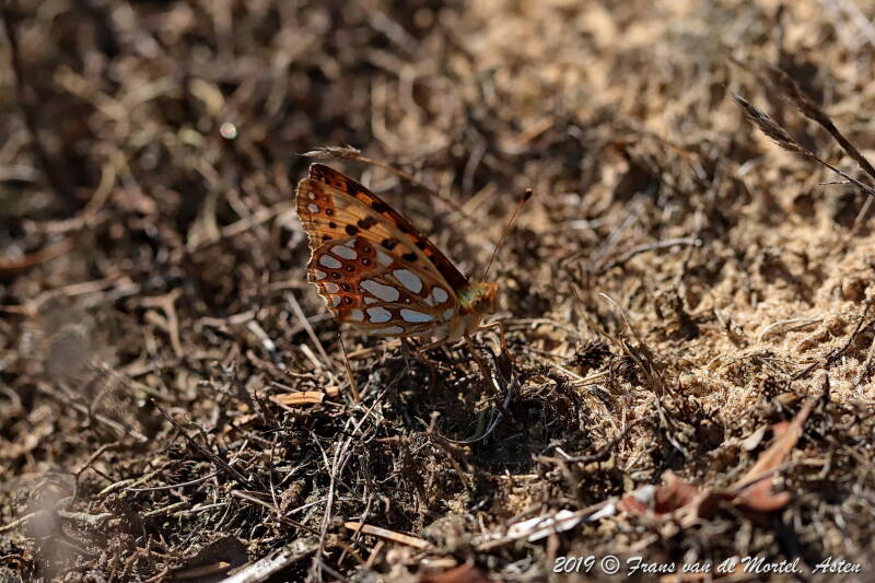 Nederweert, NL, 2019