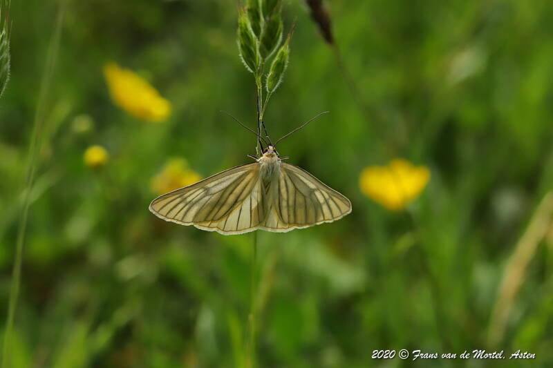  Maastricht, NL, 2020