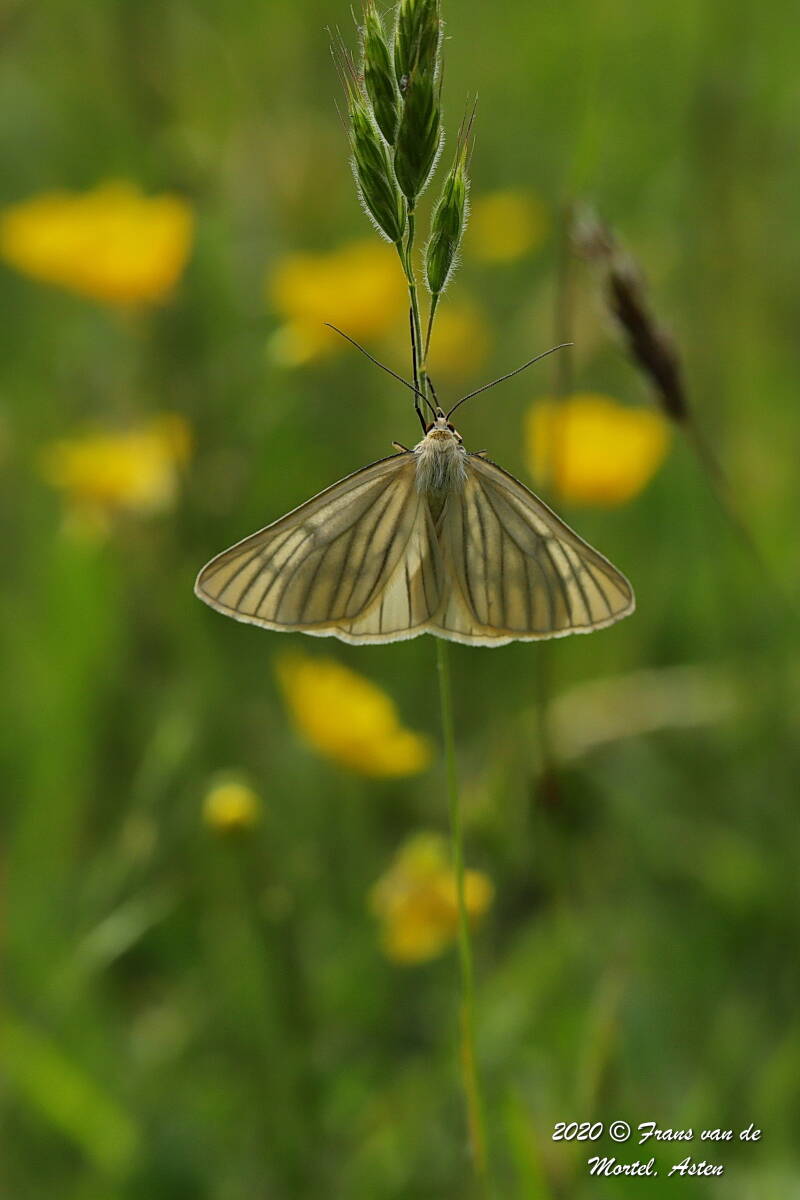  Maastricht, NL, 2020