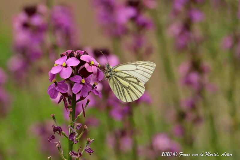 Nederweert, NL, 2020 