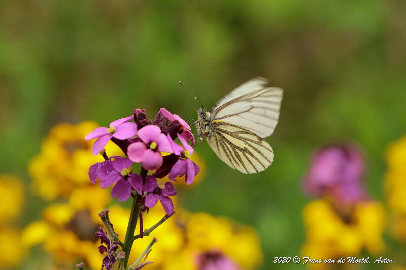 Nederweert, NL, 2020 