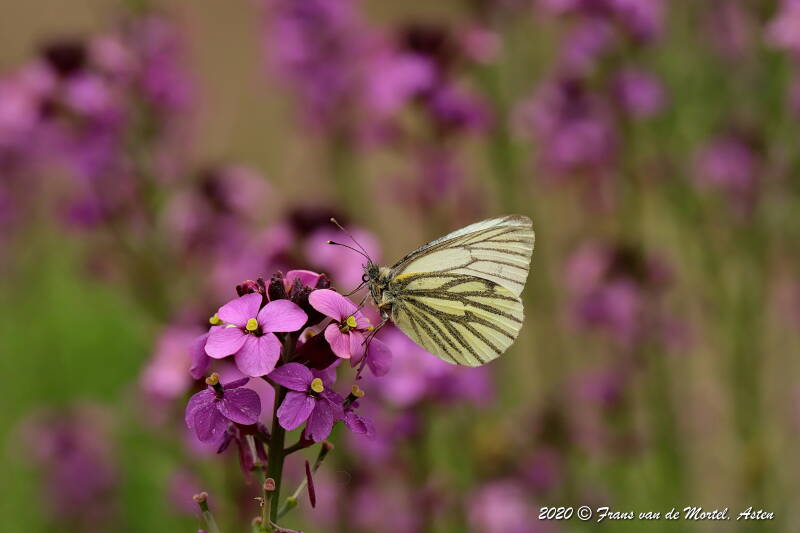 Nederweert, NL, 2020 