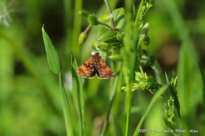 Nederweert, NL, 2020