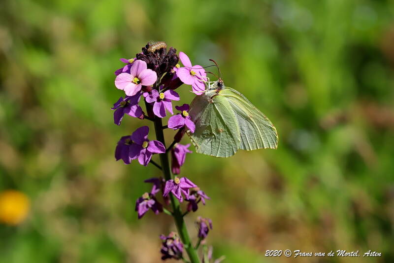 Nederweert, NL, 2020