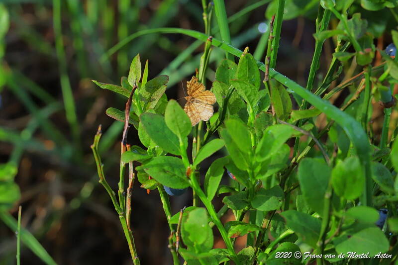 Nederweert, NL, 2020