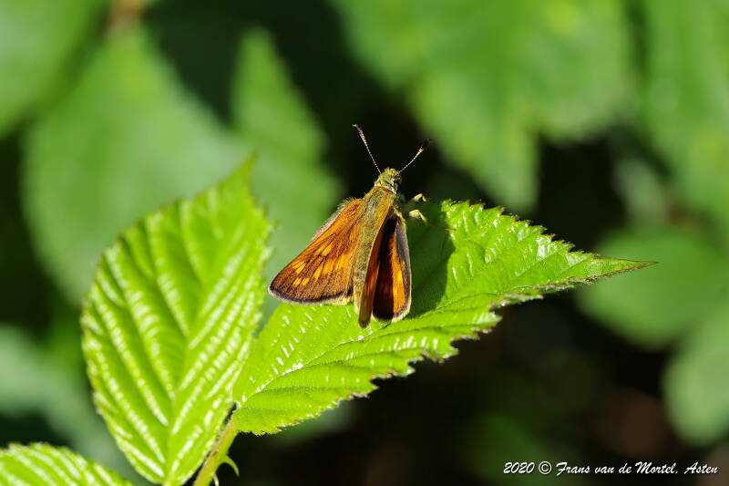 Nederweert, NL, 2020 