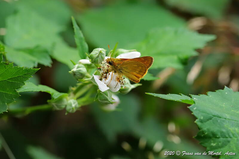 Nederweert, NL, 2020 