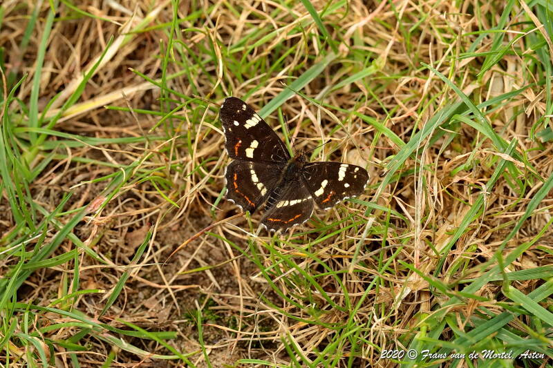 Winterswijk, NL, 2020