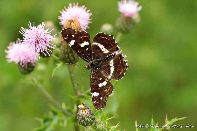 Winterswijk, NL, 2020