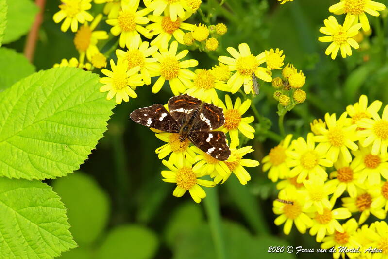 Winterswijk, NL, 2020