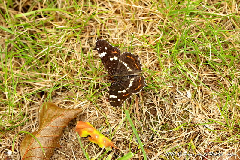 Winterswijk, NL, 2020