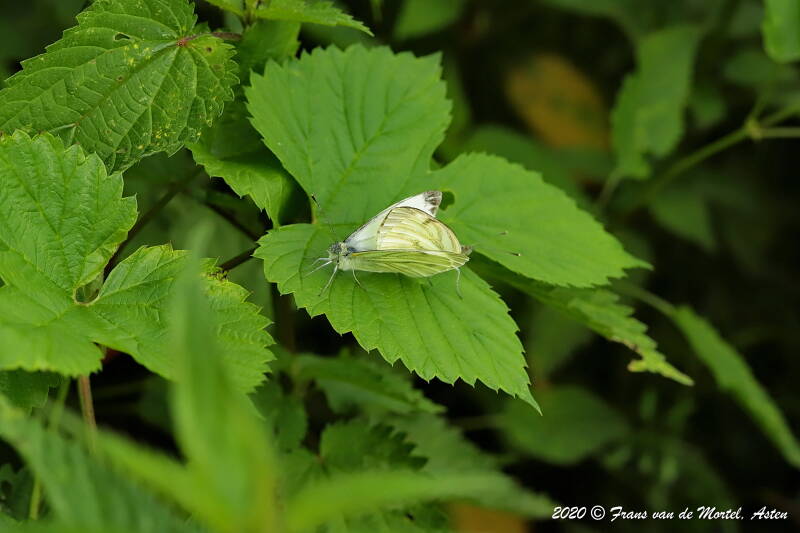 Winterswijk, NL, 2020