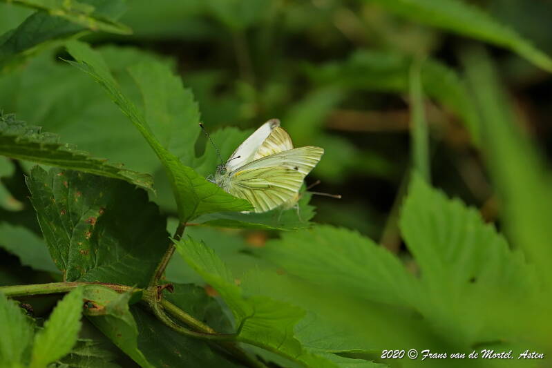 Winterswijk, NL, 2020