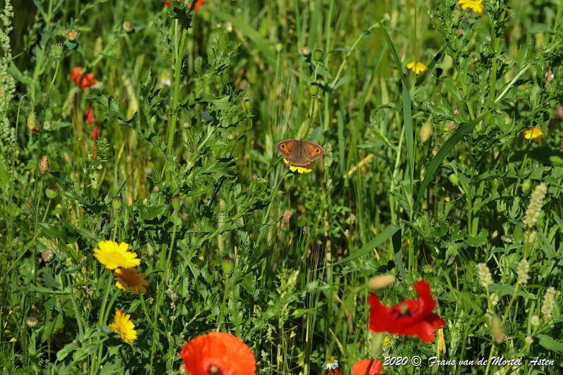 Nederweert, NL, 2020