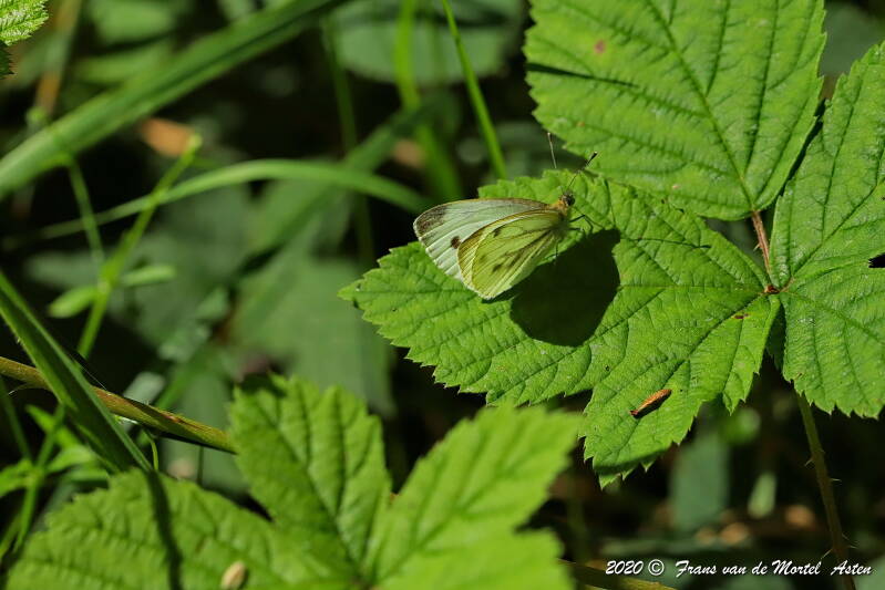 Nederweert, NL, 2020 
