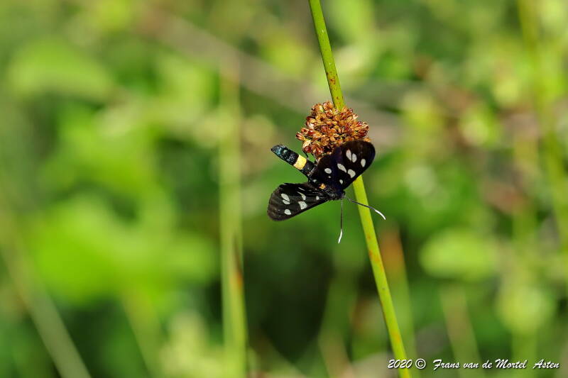 Nederweert, NL, 2020 