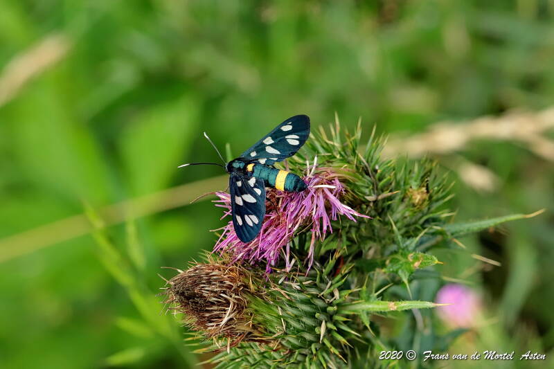 Nederweert, NL, 2020 