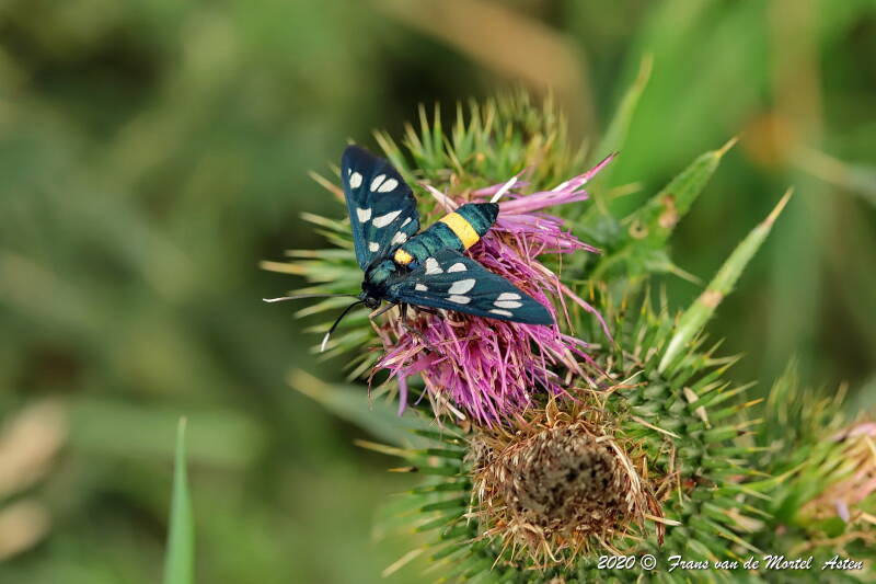 Nederweert, NL, 2020 