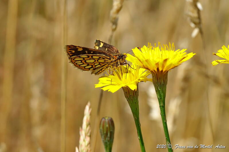 Nederweert, NL, 2020