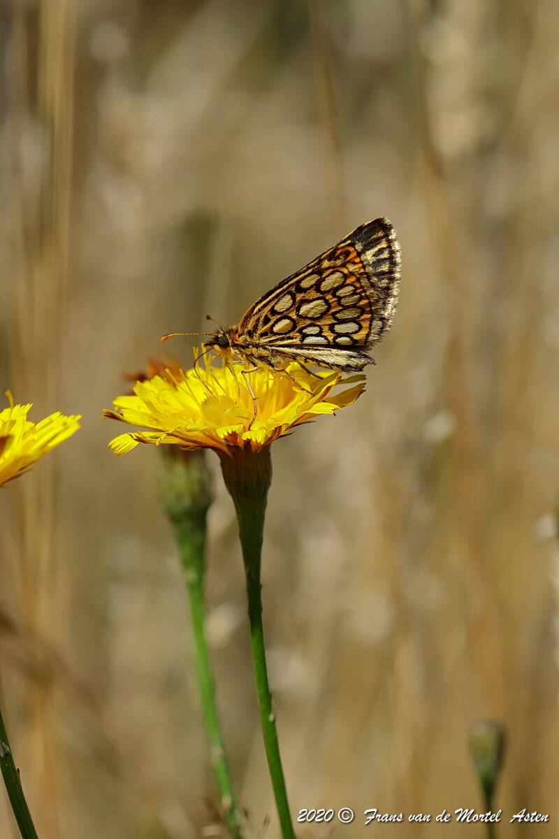 Nederweert, NL, 2020
