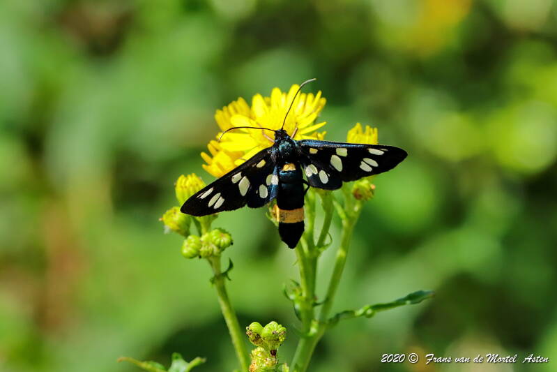 Nederweert, NL, 2020 