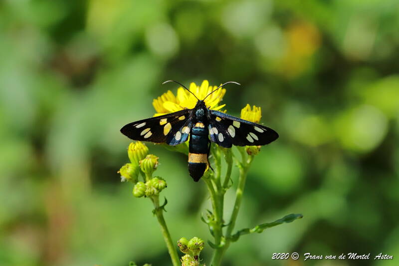 Nederweert, NL, 2020 