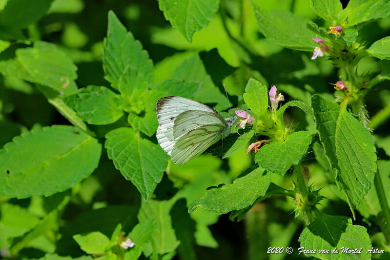 Nederweert, NL, 2020 