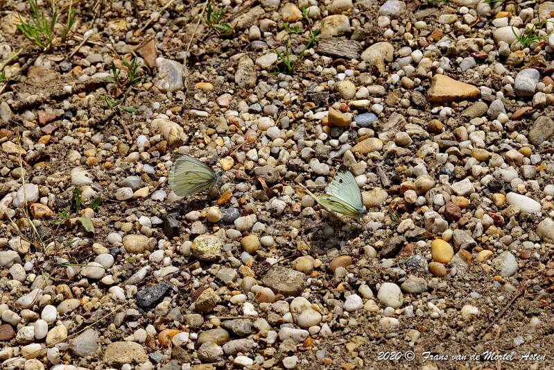 Nederweert, NL, 2020 