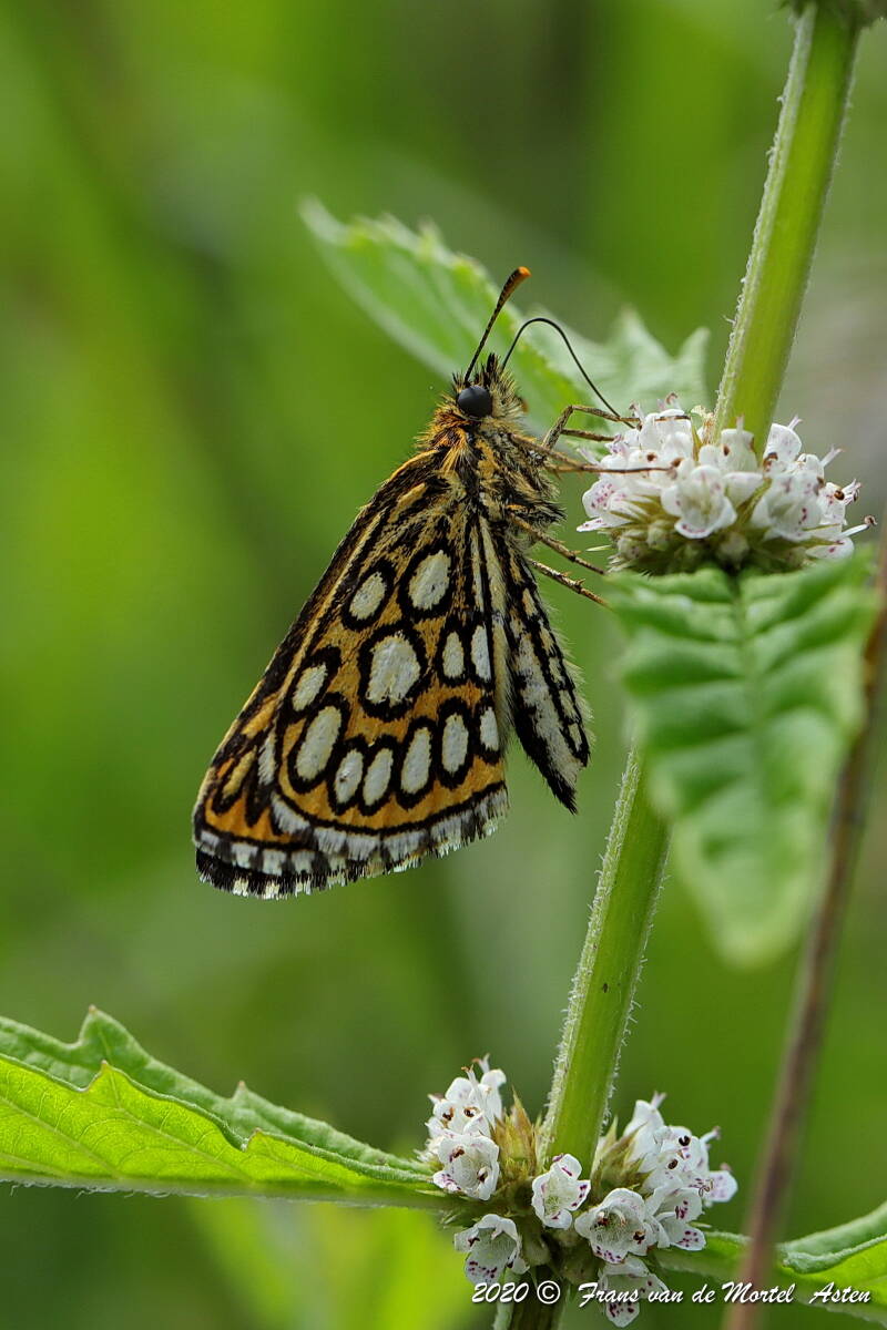 Nederweert, NL, 2020