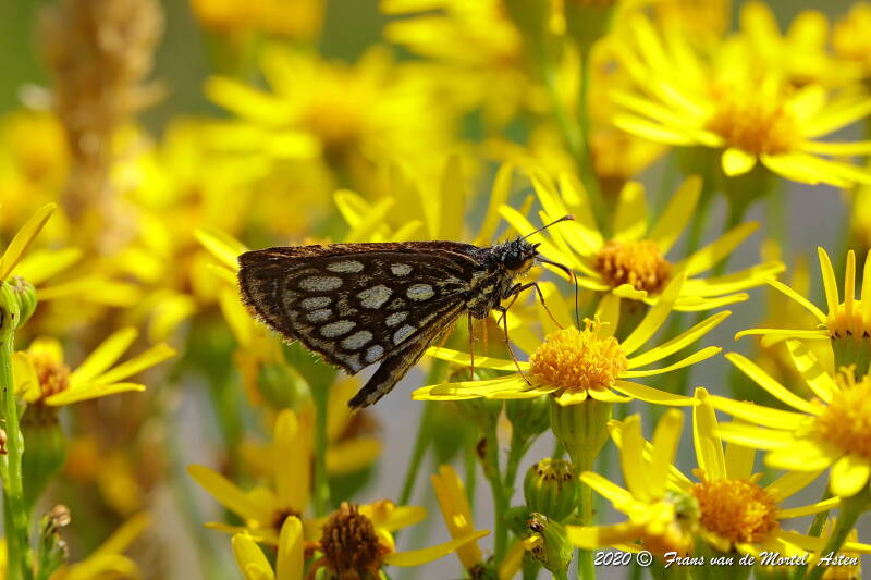 Nederweert, NL, 2020